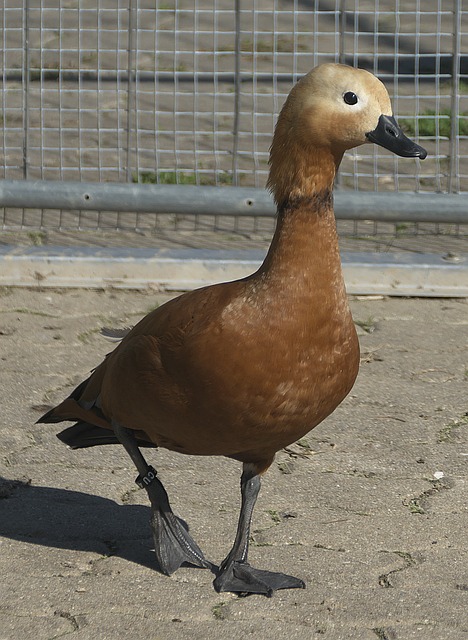 便稳居榜首